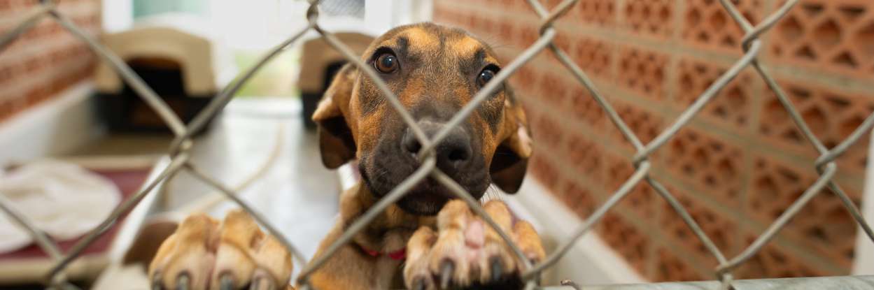 Pet Adoption Laws in India for Dogs