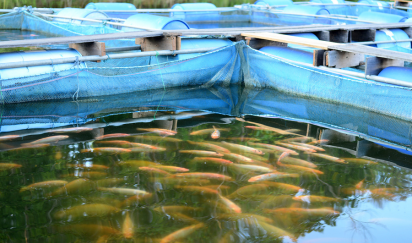 Fisheries & Aquaculture Industry in India– Business Opportunities & Advantages