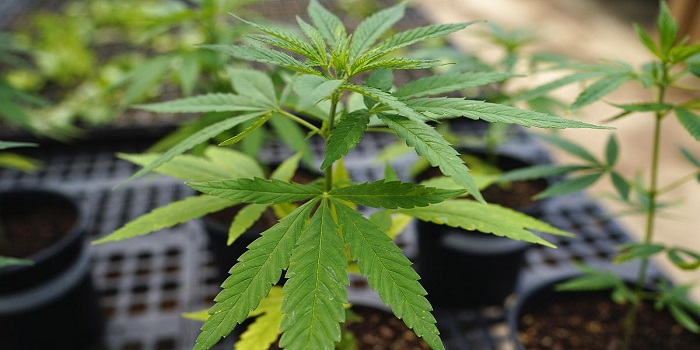 Hemp Farming in Uttarakhand: How to obtain Licence?