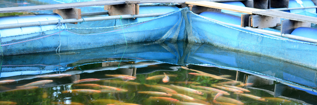 Fisheries & Aquaculture Industry in India– Business Opportunities & Advantages