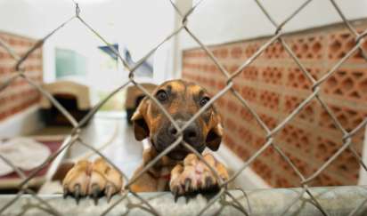 Pet Adoption Laws in India for Dogs