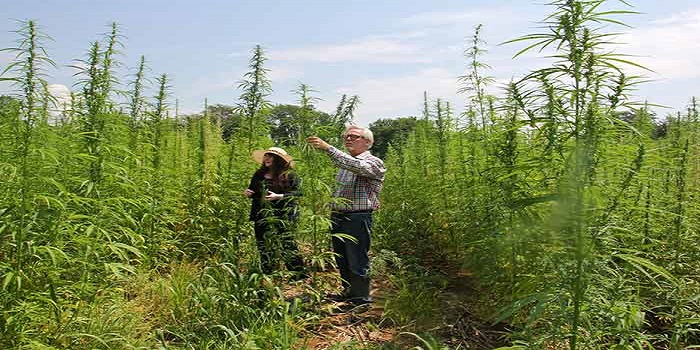 FSSAI Recognises Hemp Products as Food
